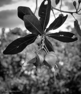 Black and White - Nature Photography