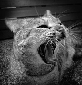 cat - joker - impression