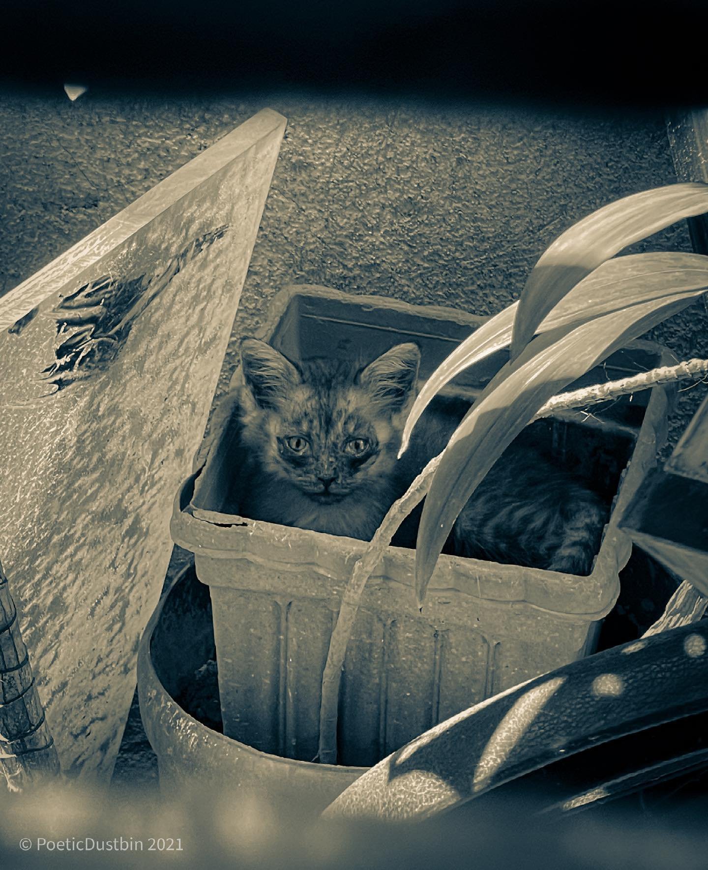 Our kitten in a pot - poetic dustbin