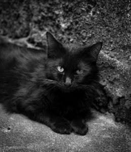 Not a Grumpy Cat - Poetic Dustbin