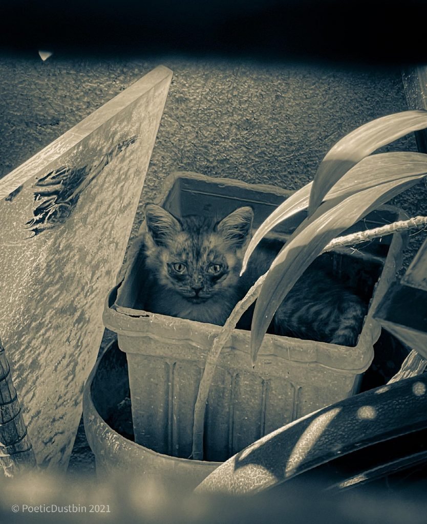 kitten in a pot