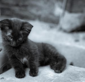 I am a kitten - poetic dustbin