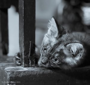 what is the matter here - cat photography - Poetic Dustbin