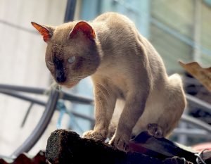 Tenten - King of Cats - Poetic Dustbin