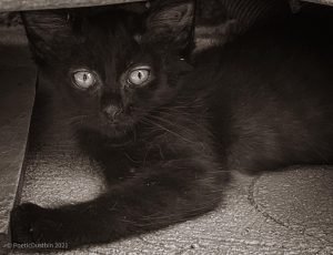 Our Kitten - Floss - Poetic Dustbin