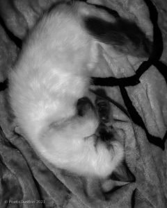 Empty - Sleeping - Cat - Poetic Dustbin