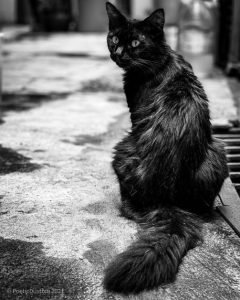 Black Himalayan Cat - Turn my Head - Live - Poetic Dustbin