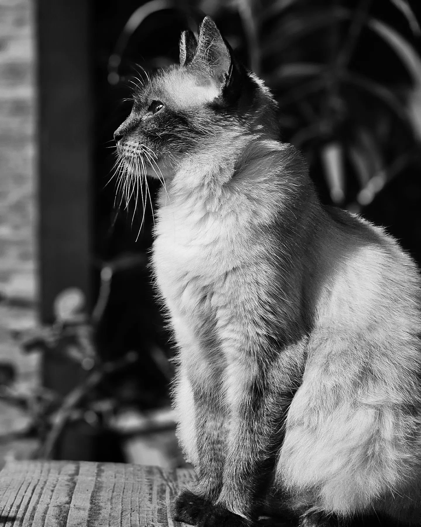 Persian Siamese Cat