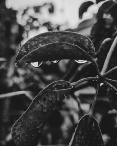 BW- Photo-2023-After-the-Rain-Poetic Dustbin