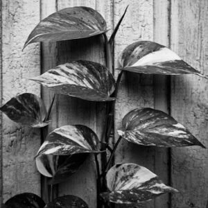 up-and-crawl-poeticdustbin