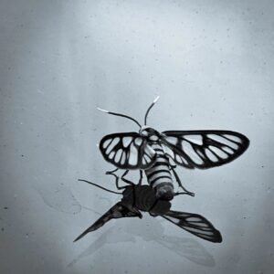 moth-on-a-windshield-poeticdustbin